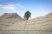 lone, tree, rocks, hard, difficult